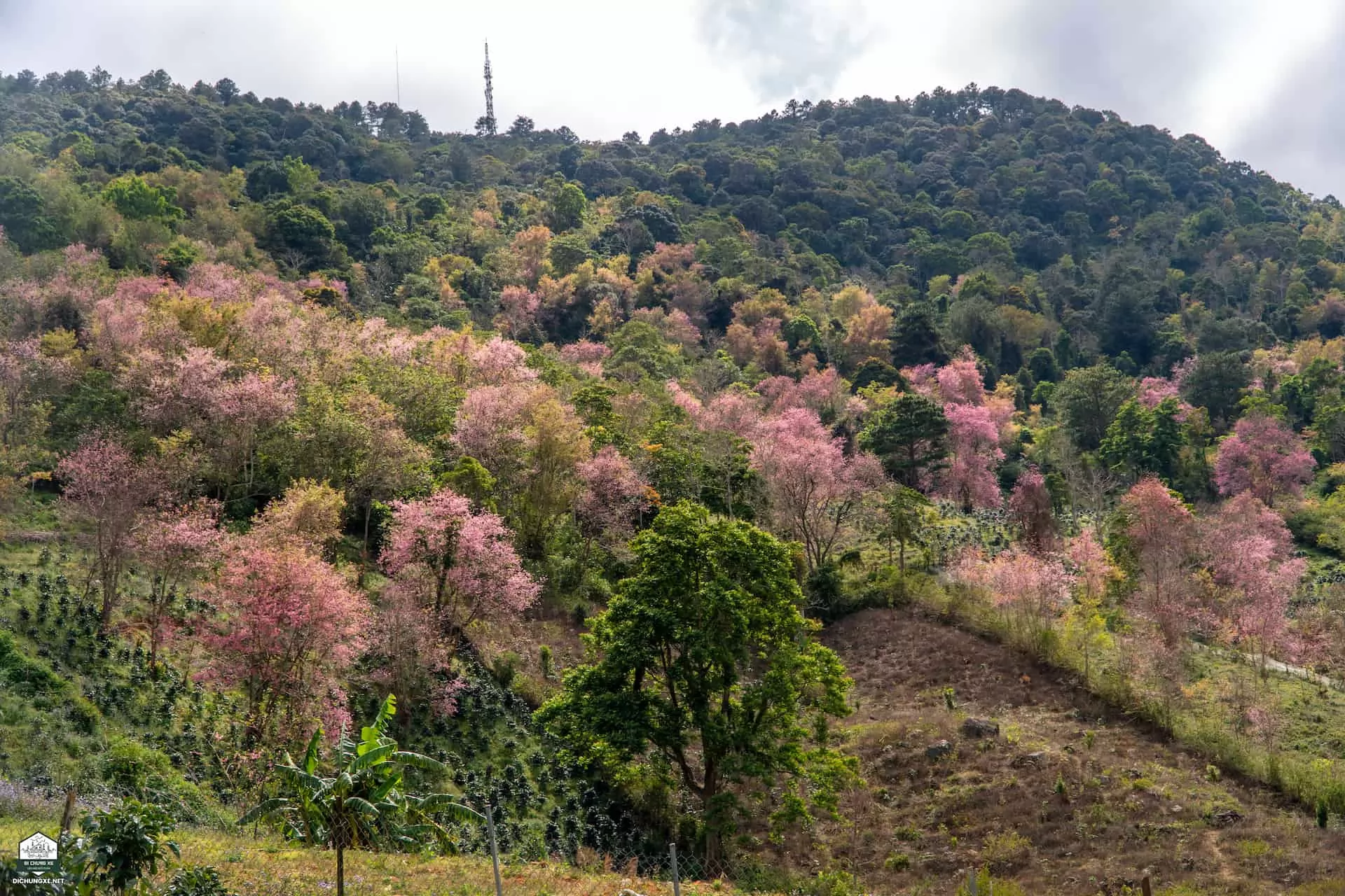 Mộng Đào Nguyên - Rừng mai anh đào Đà Lạt