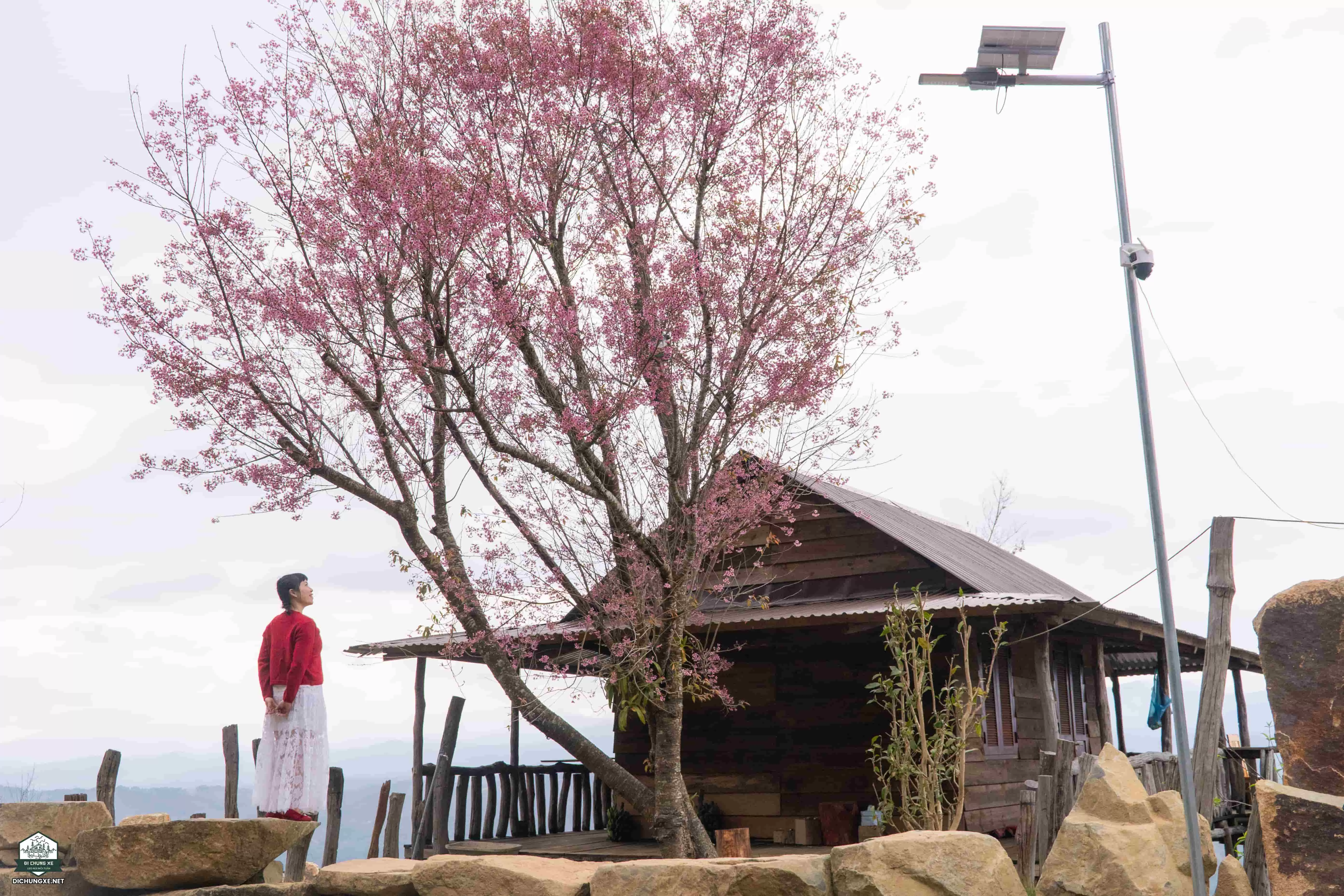 Mộng Đào Nguyên - Rừng mai anh đào Đà Lạt